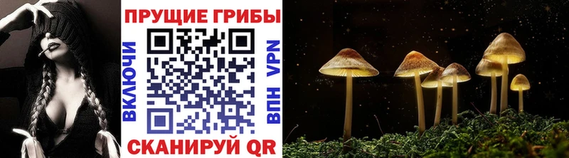 где продают   Шахты  Галлюциногенные грибы Magic Shrooms 
