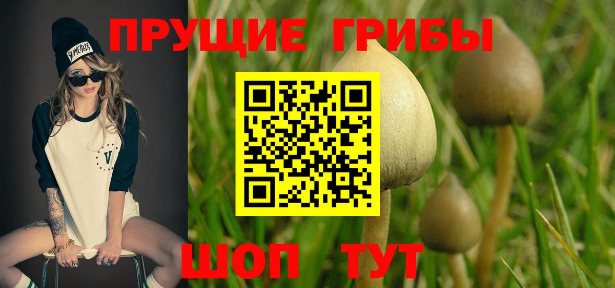 цены наркотик  Псилоцибиновые грибы Cubensis  Шахты  Псилоцибиновые грибы мицелий 